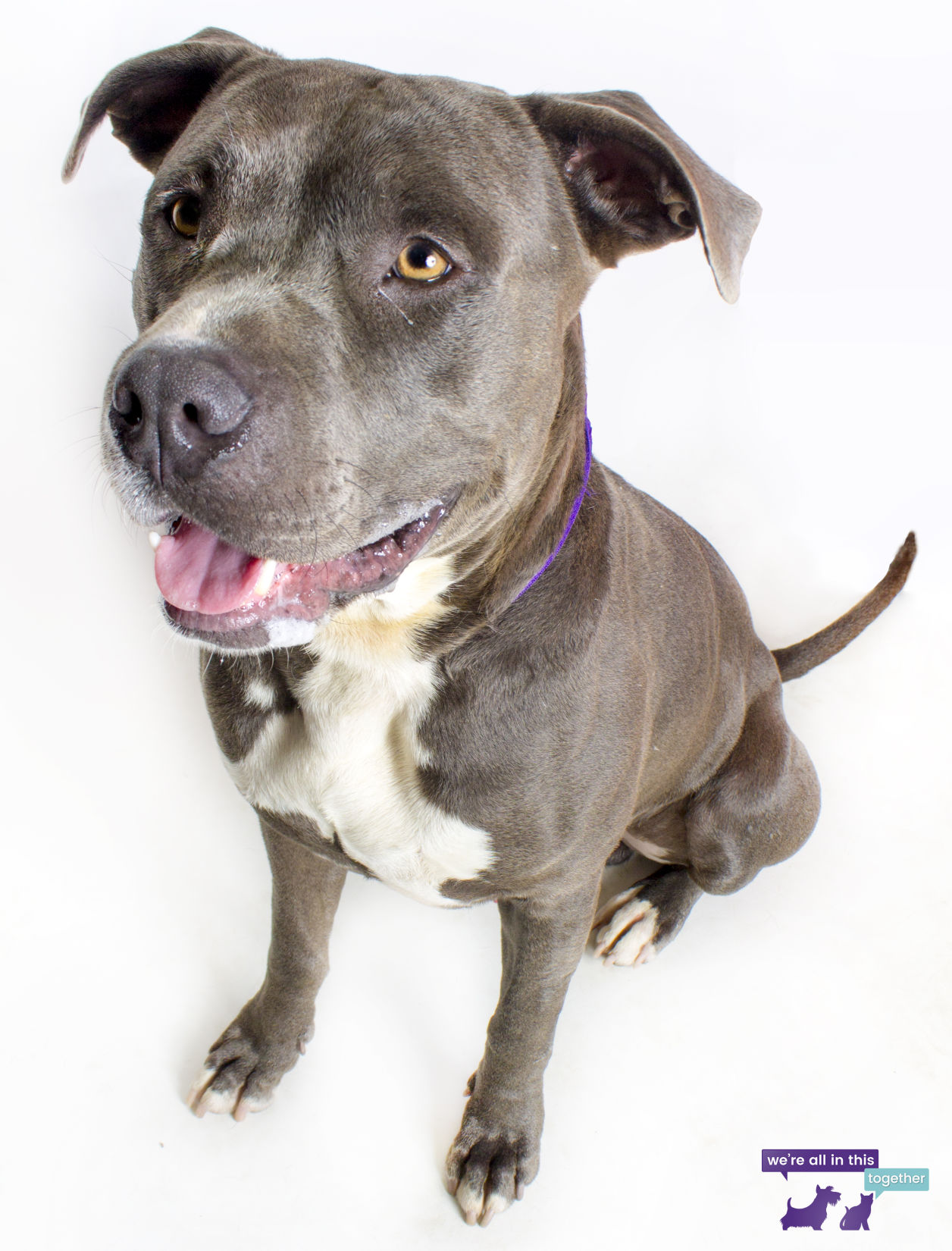 Adopt A Friend: Cyan